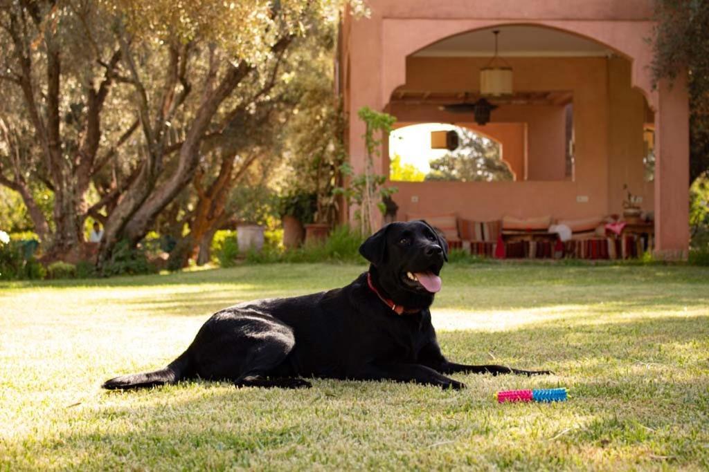 Greenlife Marrakech マラケシュ エクステリア 写真